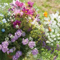 Beneficial Insect Flower Seeds Mix | Johnny's Selected Seeds