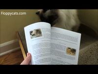 FREE eBook Copy of A Ragdoll Kitten Care Guide March 5-9 2014 - ねこ - ラグドール - Floppycats 	http://youtu.be/8C5fPe3qMEA