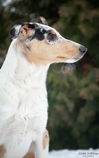 Photo by Natalia Svetlichnaya #smoothcollie #collie #puppy #smoothcolliepuppy #puppygirl #puppygirl #bluemerledog #bluemerle #animalism #dogphotography #dogportrait