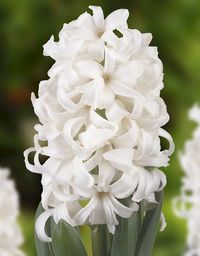 Hyacinth White Pearl