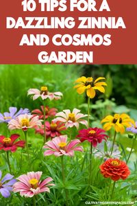 Transform your garden into a dazzling display of zinnias and cosmos with these 10 expert tips. Unlock the secrets to creating a vibrant and breathtaking garden filled with the beauty of these stunning flowers.