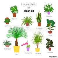 Stock Image: Colorful set of various potted houseplants for clean air. Succulents, evergreen plants in planters. Flat style stock vector illustration