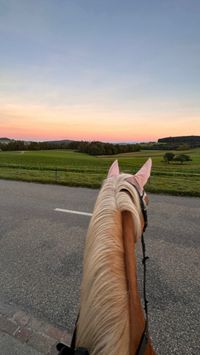 beautiful ride by sunset #horse #horseride #sunset #sunsetride #haflinger