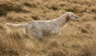 Working English Setters - Upperwood English Setters