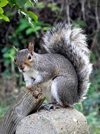 Grey Squirrel Squirrel, #Squirrel, #Grey