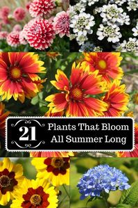 Here is a wide selection of beautiful summer plants which bloom profusely throughout the season without much pampering from you.