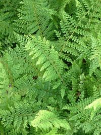 Polystichum 'Herrenhausen' - The Beth Chatto Gardens