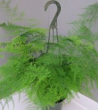 Asparagus setaceus 'Asparagus Plumosa Fern'