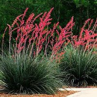 Hesperaloe parviflora - Texas Red Yucca