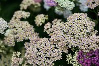 How To Grow Yarrow-A Beneficial Garden Plant - Farmhouse & Blooms