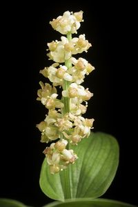 Maianthemum dilatatum - Wikispecies