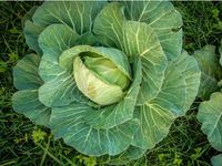 Early Copenhagen Market Facts – Caring For Copenhagen Market Cabbage Plants