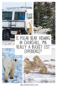 Is polar bear viewing in Churchill, Manitoba really a bucket list experience?