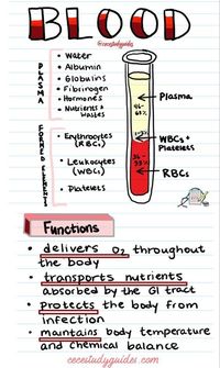 Blood #medschool #doctor #medicalstudent - Image Credits: Cece's Study Guides