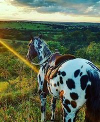 The best view of the world is seen between the ears of a horse.