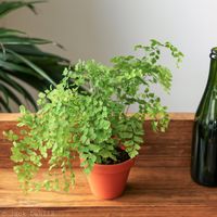 Meet the Maidenhair Fern: A Delicate, Lush Addition to Your Indoor Garden! If you’re looking for an elegant, lacy plant to brighten up your home, the Maidenhair Fern is the perfect choice! Known for its soft, delicate fronds and vibrant green color, this fern adds a touch of grace and serenity to any room. With a little TLC, this beauty can thrive and turn your space into a lush, tranquil sanctuary. Maidenhair Fern Profile Botanical Name: Adiantum raddianum Common Name: Maidenhair Fern Family: P