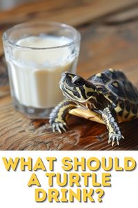 Find out if turtles can drink milk and what you should feed them instead. Our pin offers expert advice on turtle nutrition and care, helping you make the best choices for your turtle's diet.