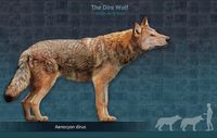 Aenocyon dirus compared to a gray wolf and an adult man.