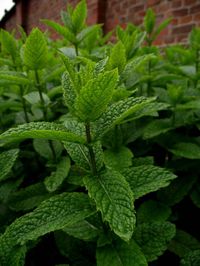 Peppermint Herb Peppermint Tea Peppermint Essential Oil Uses Nutritional And Health Benefits.