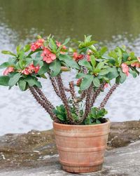 potted and flowering crown of thorns plant