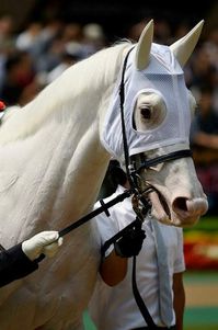 mare | JPN | 2010 | by Kurofune out of Shirayukihime #thoroughbred #mare #dominantwhite #colouredthoroughbred #whitethoroughbred