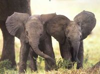 Elephants :)