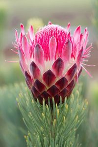 protea