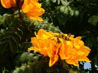 Yellow African Tulip Tree | Yellow/Golden African Tulip Tree - Spathodea campanulata "aurea ...