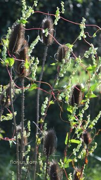 Climbing False Buckwheat (Fallopia Scandens) Vine Entwining Dried Common Teasel (Dispascus Fullonum) creates a living artwork. | **Follow florjus for beautiful flower photographs, garden guides and general nature love.** | #autumn #wildflowers #wildvines #vines #driedseedheads