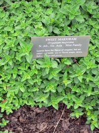 Marjoram    Wild Marjoram (Origanum majorana), and Sweet Marjoram (Origanum majorana).