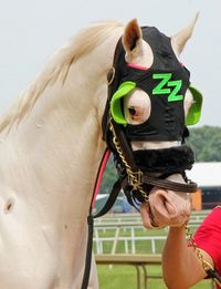 gelding | USA | 2016 | by Honorable Dillon out of Princesspatseattle #thoroughbred #gelding #dominantwhite #colouredthoroughbred #whitethoroughbred