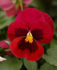 40 Pansy Flower Seeds  Quantities: 40 Very easy to grow! any question, please contact me!