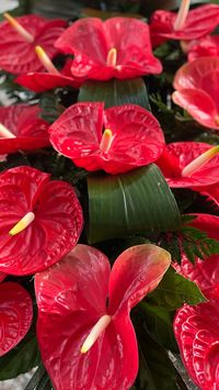 devitofiori | Runner fiorito di anthurium rossi #fioristaribelle #cidivertiamoconifiori #foggia #nirvana #anthurium #flowers #fiori #fiorista… | Instagram