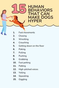 Is your dog hyper? It may be hard to believe, but sometimes our body language and vocalizations may play a role in revving up our dogs and making them act hyper. Here is a list of human behavors that make dogs hyper.