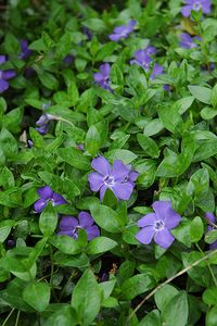 Bowles Periwinkle (Vinca minor 'Bowles') at Pasquesi Home & Gardens