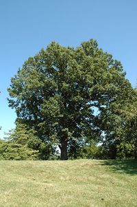 Swamp White Oak (Quercus bicolor) at The Growing Place