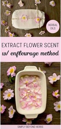 Learn to create Herbal Oils for Skin with this guide on extract flower scent with enfleurage method. Master the traditional technique of enfleurage to capture the fragrance of fresh flowers like wild roses using coconut oil. Perfect for creating homemade perfumes. Find more healing flowers, DIY beauty, and homemade beauty products at simplybeyondherbs.com.