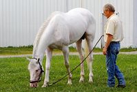 colt | USA | 2016 | by El Romeo out of Snow Dancing #thoroughbred #colt #dominantwhite #colouredthoroughbred #whitethoroughbred #whitespotted