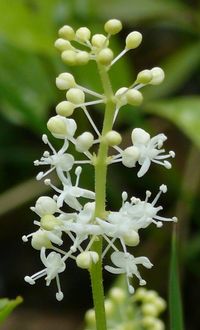 Maianthemum bifolium