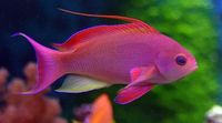 Beautiful Fish - Top 10 Most Beautiful Saltwater Fish Available - AquariumStoreDepot