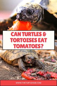 Can Turtles Eat Fruit? Discover whether turtles and tortoises can eat tomatoes in this comprehensive guide. Learn the benefits and risks of including tomatoes in their diet. Get insights on turtle food ideas for your pet, the turtle food chain, and a tortoise food list. Plus, find inspiration for creating a tortoise food garden with our tortoise food chart ideas.