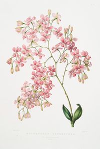 Blushing epidendrum (1837-1843) by James Bateman (1811-1897). Plate from ‘The Orchidaceæ of Mexico & Guatemala.’ Image and text courtesy NYPL Digital Gallery.