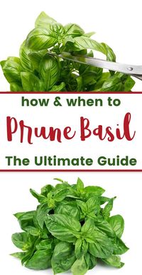 Wondering how to trim basil plants for a larger yeilds? It's easy! The key is to prune often to stimulate growth. Read on to learn more!