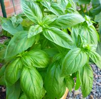 Sweet basil is the tastiest and most popular garden herb around! Come learn the basics of how to care for the plants.