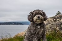 Maltipoo | Great Pet Care