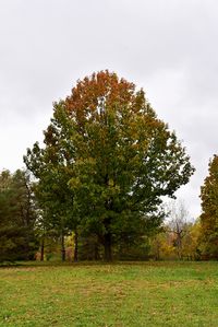 Shumard Oak (Quercus shumardii) at Family Tree Nursery