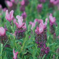 Rose-pink flowerheads with soft pink feathery bracts Fragrant foliage Superb for pollinators Great for pots Compact French lavender ‘Bandera Deep Pink’ has plump, deep rose pink flowerheads topped with soft pink feathery bracts, and fragrant silver-green foliage. This very pretty lavender is ideal for pots on a sunny patio, attracting bees, butterflies and a host of other pollinators. Sow indoors Almost fill a seed tray with moist seed compost. Sow seeds thinly over the surface and lightly cover