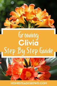 Master the art of growing Clivia at home with this step-by-step guide. Learn the ideal temperature, soil, watering, and fertilizer needs to nurture your Clivia.