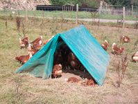 Dust baths laying hens. Expert advice from FeatherWel