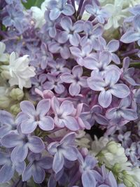 blooming lilac